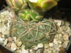 Gymnocalycium ritterianum