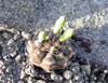 Gymnocalycium anisitsii