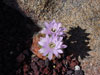 Gymnocalycium anisitsii