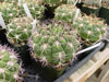 Gymnocalycium saglionis