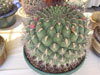 Gymnocalycium saglionis