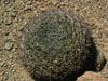 Gymnocalycium saglionis