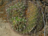 Gymnocalycium saglionis