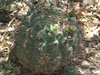 Gymnocalycium saglionis