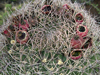 Gymnocalycium saglionis