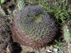 Gymnocalycium saglionis