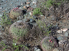 Gymnocalycium saglionis