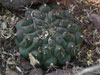 Gymnocalycium schickendantzii