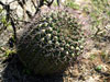 Gymnocalycium schickendantzii