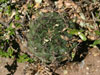 Gymnocalycium schickendantzii