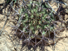 Gymnocalycium schickendantzii