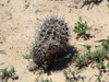 Gymnocalycium schickendantzii