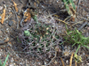 Gymnocalycium schickendantzii