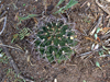 Gymnocalycium schickendantzii