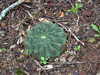 Gymnocalycium schickendantzii