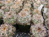 Gymnocalycium spegazzinii