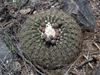 Gymnocalycium spegazzinii