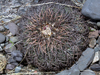 Gymnocalycium spegazzinii