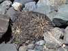 Gymnocalycium spegazzinii