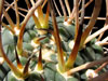 Gymnocalycium spegazzinii