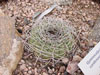 Gymnocalycium spegazzinii