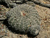 Gymnocalycium spegazzinii