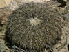 Gymnocalycium spegazzinii