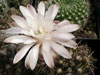 Gymnocalycium stenopleurum