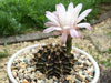 Gymnocalycium stenopleurum