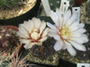 Gymnocalycium striglianum