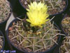 Gymnocalycium uruguayense