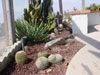 cacti growing outside