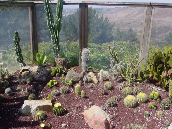 cacti in ground