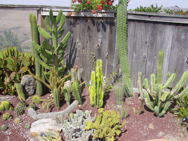 cactus in ground