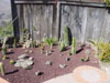 picture of cacti garden