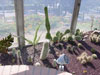 cacti garden pictures