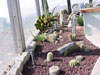 cactus garden pictures