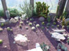 cactus growing garden