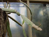 Hylocereus purpusii