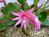 Hatiora rosea