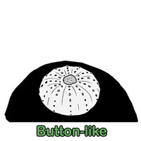 Buttonlike