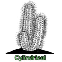 Cylindrical