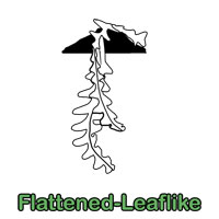 Flattened-Leaflike