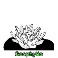 Geophytic