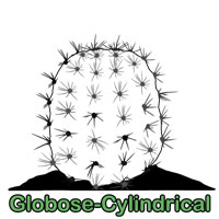 Globose-Cylindrical