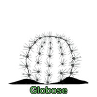 Globose