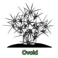 Ovoid