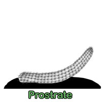 Prostrate