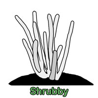 Shrubby
