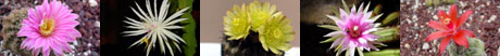 cactus pictures Cactus Book Reviews and Websites About Cacti 